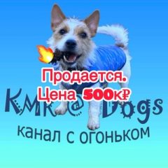 KMR@Dogs-смешные животные, кошки, собаки, обезьяны.